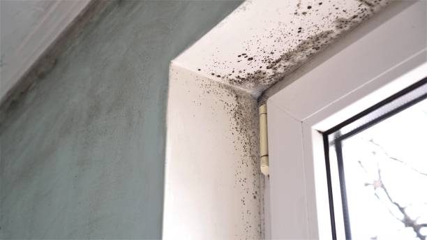 Professional Mold Removal in Menomonee Falls, WI